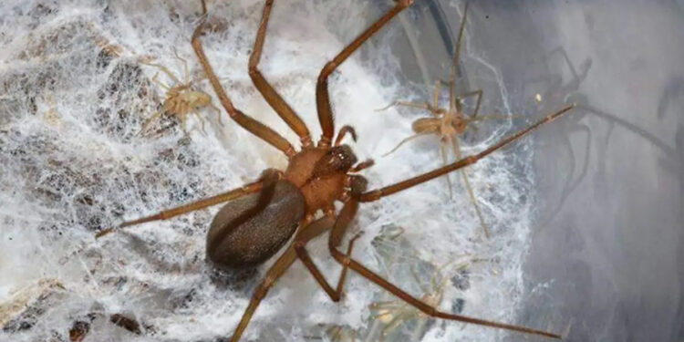 ¡Cuidado! Es temporada de araña violinista; México cuenta con la mayor diversidad