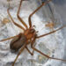 ¡Cuidado! Es temporada de araña violinista; México cuenta con la mayor diversidad