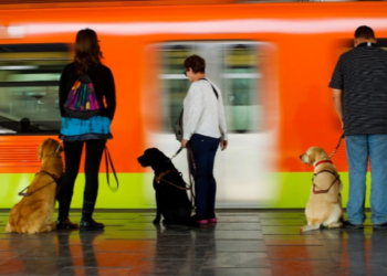 México podría perder su única escuela de entrenamiento de perros guía.