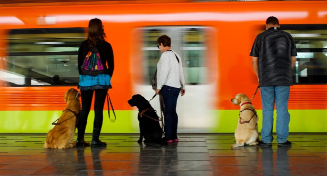 México podría perder su única escuela de entrenamiento de perros guía.