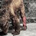 Murió Mina, la osa rescatada del zoológico de Guadalupe tras meses de tratamiento.