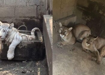 Hallan "zoológico" clandestino en Chalco; aseguran 10 animales exóticos.