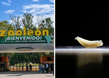 Ni los protocolos frenan al gusano barrenador: Zoo de León confirma contagios