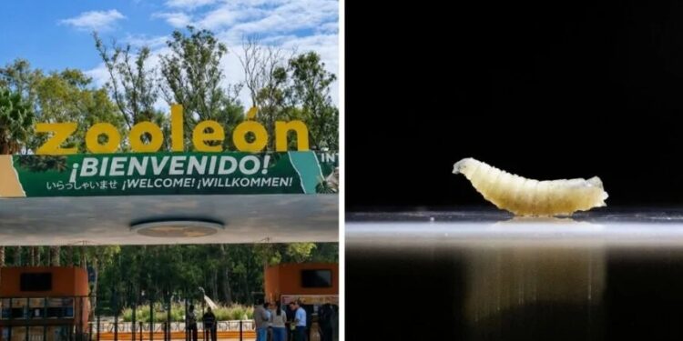 Ni los protocolos frenan al gusano barrenador: Zoo de León confirma contagios