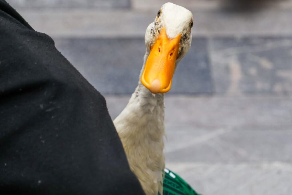 “Merlín”, mascota no oficial del Mundial que conquista corazones de aficionados