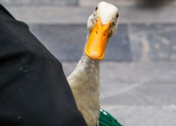 “Merlín”, mascota no oficial del Mundial que conquista corazones de aficionados