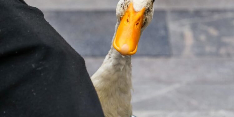 “Merlín”, mascota no oficial del Mundial que conquista corazones de aficionados