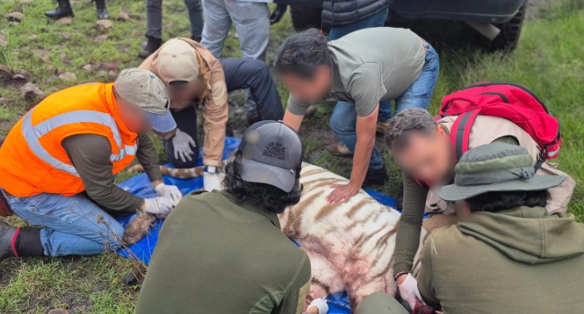 Kenzo fallece tras resultar herido durante operativo de captura en Edomex.