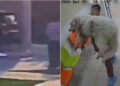 Muere Rocky, el perro arrastrado por una camioneta en Saltillo; exigen justicia.
