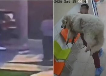 Muere Rocky, el perro arrastrado por una camioneta en Saltillo; exigen justicia.
