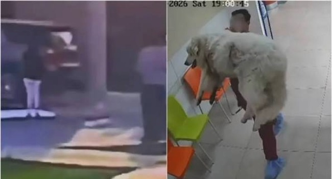 Muere Rocky, el perro arrastrado por una camioneta en Saltillo; exigen justicia.