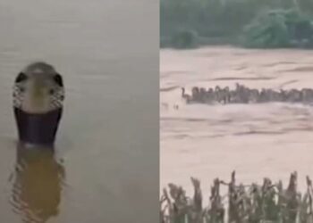 Caos en Guangxi, cientos de serpientes huyen de una granja (VIDEO).