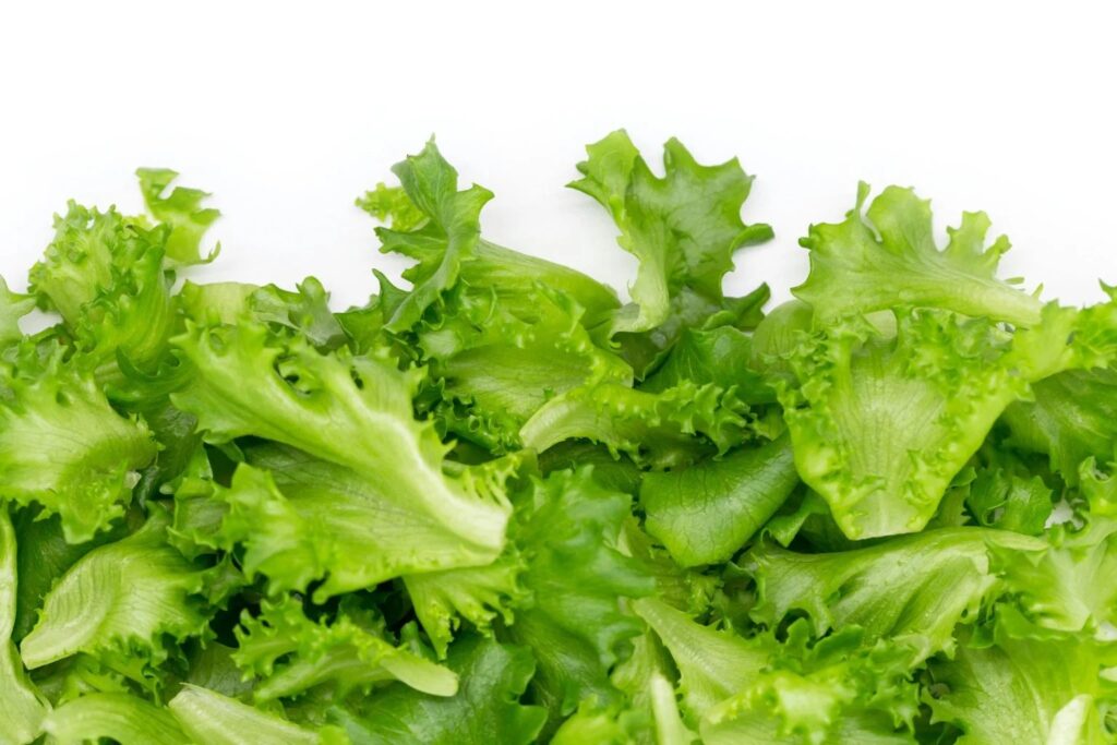 Alerta sanitaria en EU: Mil 600 enfermos por lechuga mexicana contaminada