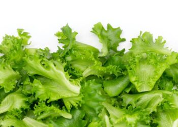 Alerta sanitaria en EU: Mil 600 enfermos por lechuga mexicana contaminada