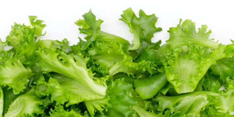Alerta sanitaria en EU: Mil 600 enfermos por lechuga mexicana contaminada