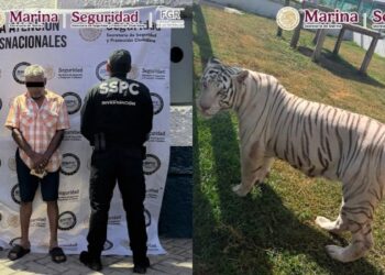 Tigres, jaguares y 68 mil litros de diésel en operativo contra el huachicol.