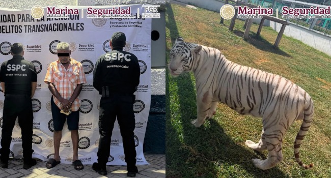 Tigres, jaguares y 68 mil litros de diésel en operativo contra el huachicol.