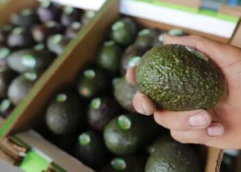 EU frena exportaciones de aguacate de Michoacán por alerta de seguridad.
