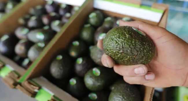 EU frena exportaciones de aguacate de Michoacán por alerta de seguridad.