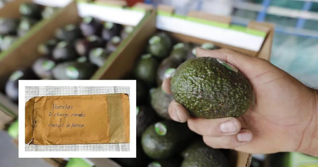 La Familia Michoacana exporta aguacate a China con aval oficial
