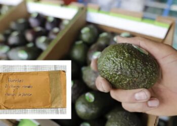 La Familia Michoacana exporta aguacate a China con aval oficial