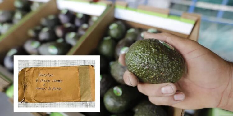 La Familia Michoacana exporta aguacate a China con aval oficial