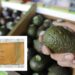 La Familia Michoacana exporta aguacate a China con aval oficial