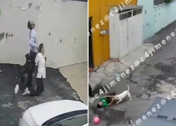 Ataques de perros en vía pública y viviendas reavivan alerta por falta de control de animales