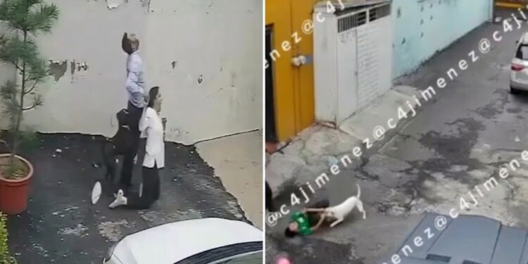 Ataques de perros en vía pública y viviendas reavivan alerta por falta de control de animales