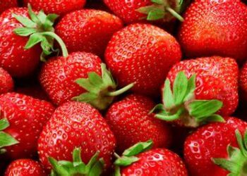 Fresas mexicanas enfrentan posible arancel antidumping en EU